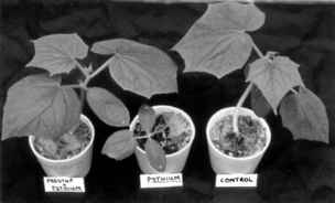 Fungal Pathogenic Strains