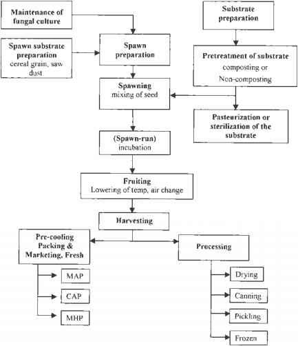 Spawn Preparation Schem Diagram