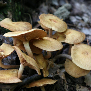Mushroom Growing 4 You