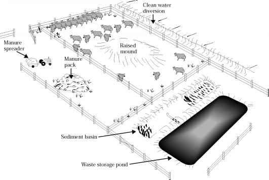 Cattle Feedlot Runoff